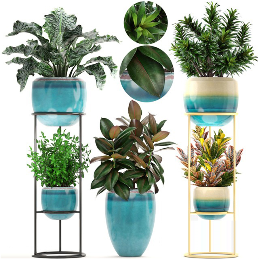 Collection of plants. Shelf with flowers, flower stand, pot, ficus, croton
